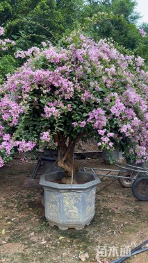 15公分造型三角梅