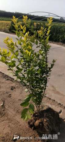 高度50厘米金叶女贞