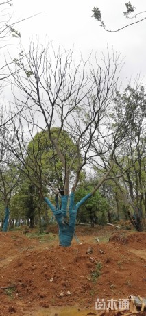 50公分乌桕