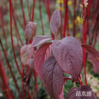 高度100厘米红瑞木