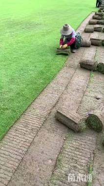 草毯状百慕大草