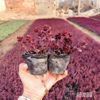 高度16厘米红叶景天
