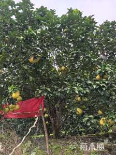 15公分香泡