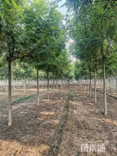 10公分金叶复叶槭