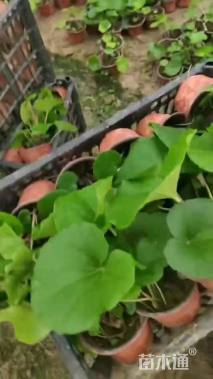 高度30厘米大吴风草