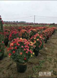 冠幅120厘米月季花球