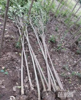 15公分大叶女贞