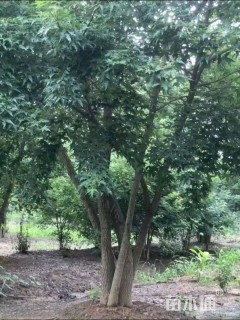 高度600厘米丛生元宝枫