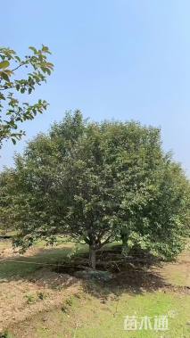 25公分亚当海棠