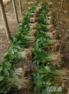 高度25厘米紫花玉簪