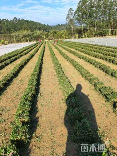 大叶油草卷