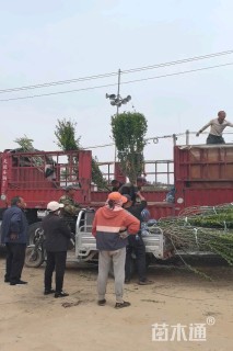 高度250厘米木槿