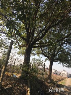 30公分香樟