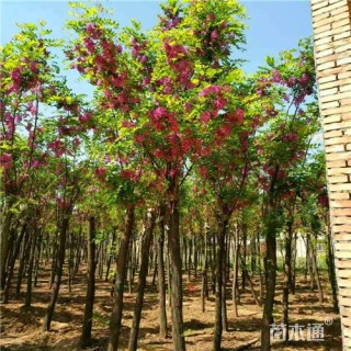 11公分嫁接香花槐