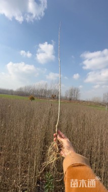 高度100厘米木槿