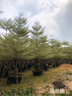 10公分锦叶榄仁