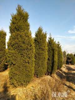 高度250厘米桧柏
