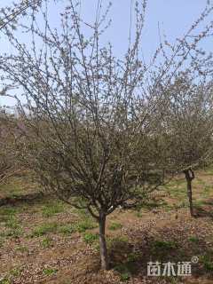 12公分垂丝海棠