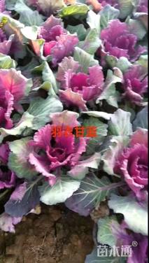 高度20厘米羽衣甘蓝