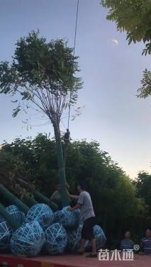 10公分嫁接香花槐