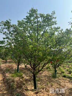 11公分山杏
