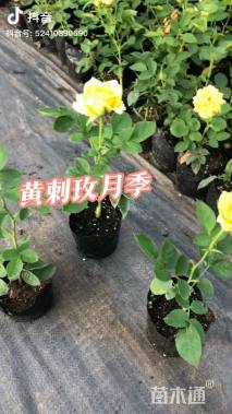 高度60厘米黄刺玫