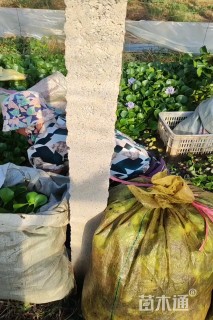 高度20厘米水葫芦