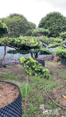 移栽苗造型罗汉松