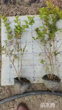 高度20厘米金叶女贞