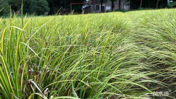 高度20厘米金叶石菖蒲