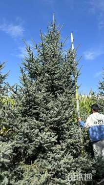 高度570厘米青海云杉