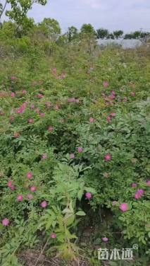 高度80厘米蔷薇