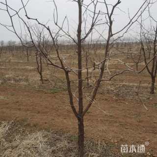 5公分枣树