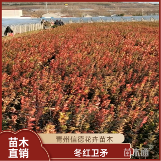 高度40厘米冬红卫矛