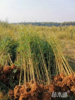 地栽苗金镶玉竹