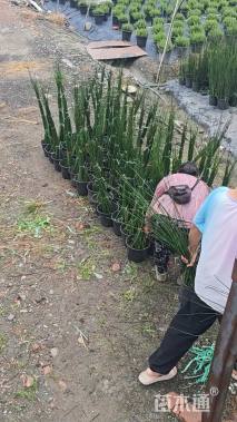 高度80厘米木贼