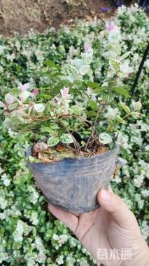 30厘米花叶络石