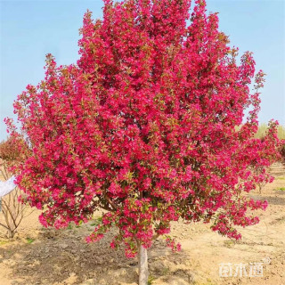 8公分红宝石海棠