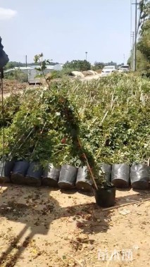 150厘米藤本月季