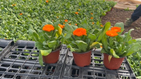 高度20厘米金盏菊