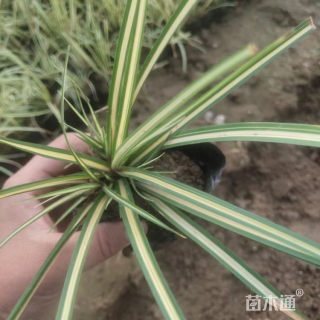 高度22厘米金边麦冬