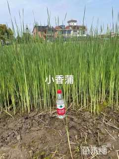 高度50厘米水生美人蕉
