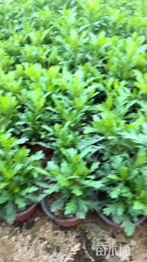高度15厘米木春菊