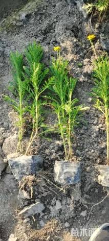 高度40厘米黄金菊