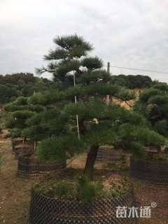 高度300厘米黑松