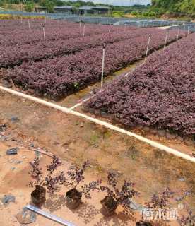 高度35厘米红花继木