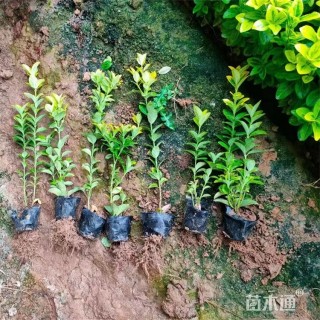 高度50厘米金冠黄杨