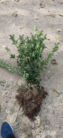 高度30厘米冬青卫矛