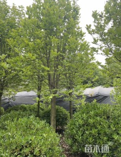 12公分红花玉兰