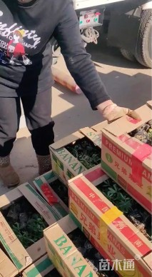高度25厘米欧石竹